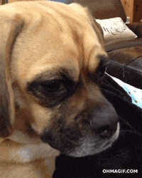 Funny-sad GIFs - Get the best GIF on GIPHY