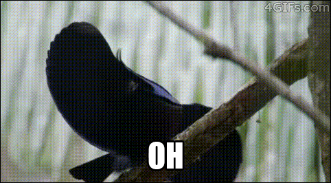 fabulous bird GIF