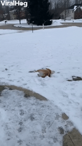 Pup Goes Sliding On The Snow GIF by ViralHog