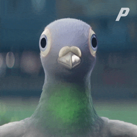 Pigeons meme gif