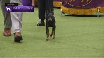 Manchester Terrier Dogs GIF by Westminster Kennel Club