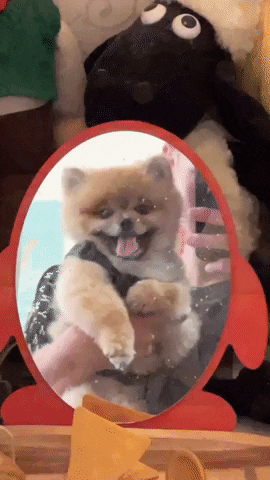 Puppy Mirror GIF