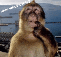 Uhm Whats This GIF