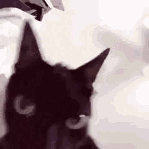 Cat Angry GIF