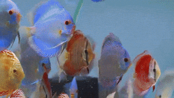 reception  GIF