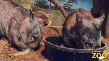 Friends Snack GIF by Brookfield Zoo