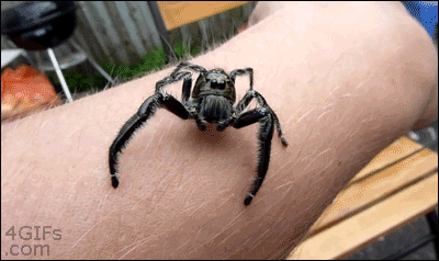 Crawling-spider GIFs - Get the best GIF on GIPHY