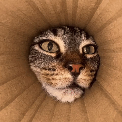 Cute Cat GIF