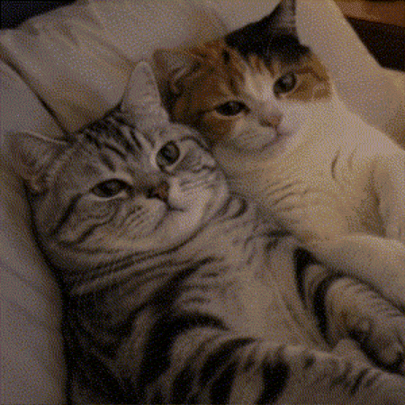 Tired Good Night GIF