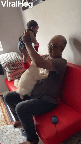 Covetous Cat Wants Grandpas Attention GIF by ViralHog