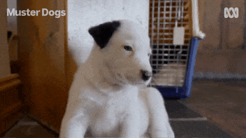Border Collie Dogs GIF by ABC TV + IVIEW