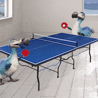 Ping Pong GIF by Dodo Australia
