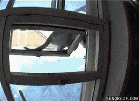 cat climb in GIF by Cheezburger