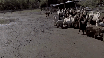 properrogue drone llamas GIF