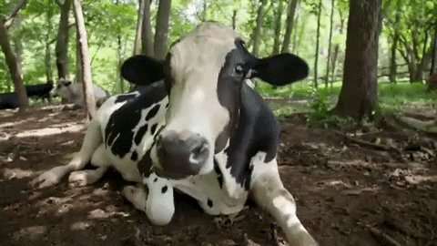 yaoi gif machine milking cow