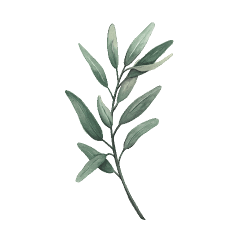 Tarihi Zeytin Yaği Sticker