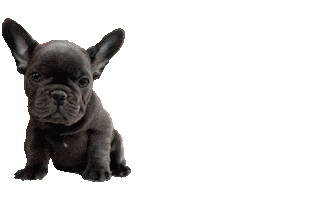 Frenchie Bulldog Store Sticker