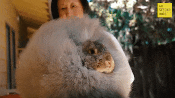 Blow Dry Bunny GIF by 60 Second Docs