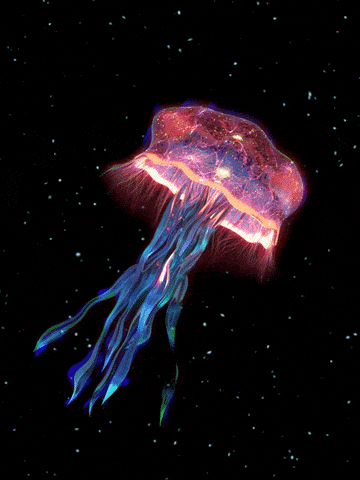 jellyfish meme gif