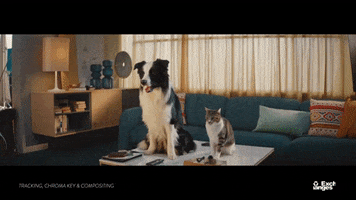 Cat Dog GIF by ActionVFX