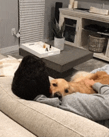 I Love You Dogs GIF