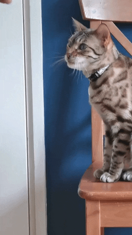 Gif k svátku s kočkou, podávající tlapku na pozdrav lidské zaťaté pěsti.