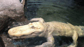 Hungry Albino Alligator GIF by California Academy of Sciences