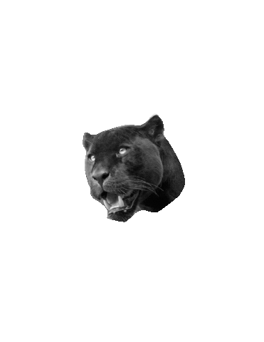 Meow Panther Sticker by Timeless Tattoo Company Whitby