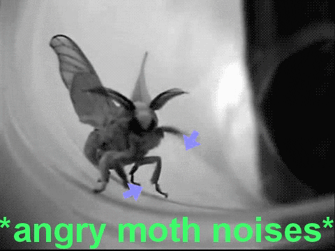 moth meme gif