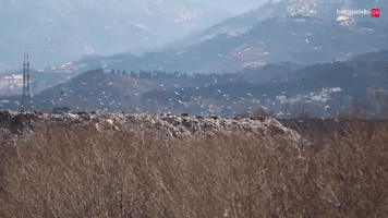 Gulls Batuimi GIF