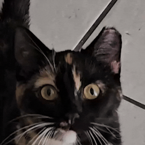 Cat Kitten GIF