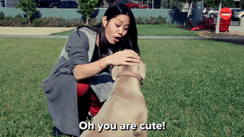 Dogs Look At That GIF by BuzzFeed