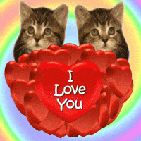 Love You Gifs Get The Best Gif On Giphy Love You Gifs Get The Best Gif On Giphy
