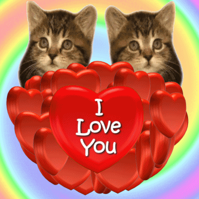 Love-kitten GIFs - Get the best GIF on GIPHY