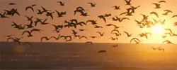 céu por do sol GIF