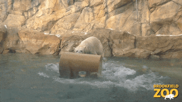 Jumping Polar Bear GIF by Brookfield Zoo