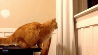 Clumsy Cat Fails Miserably at Risky Leap of Faith