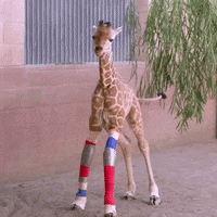 Baby-giraffe GIFs - Get the best GIF on GIPHY