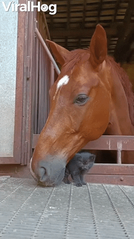 Gentle Horse Befriends Tiny Kitten GIF by ViralHog
