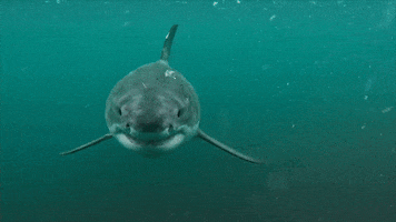 Scary GIF