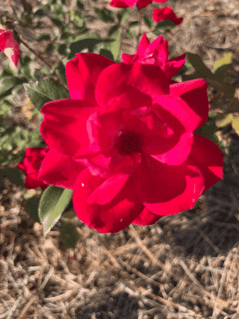 Animated GIF