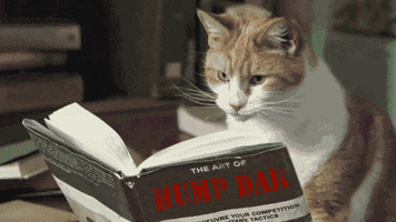 cat book hump dar reading cat