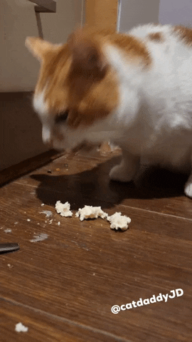 I Love Cheese Cat Eating GIF by STAGEWOLF
