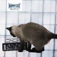 Cat Box GIF by visualbrand
