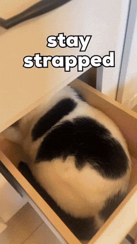 Cat Comedy GIF