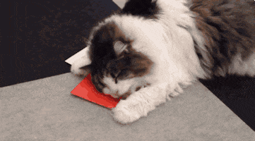 cat crack GIF by ADWEEK