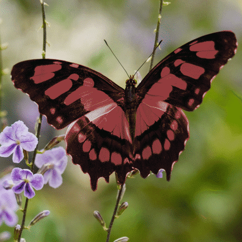 Natural History Museum Pink GIF by Natural History Museums of Los Angeles County