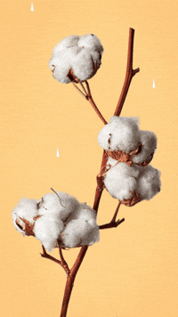 cotton headed ninny muggins gif