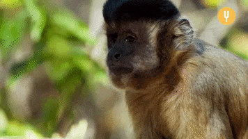 Spy In The Wild Monkey GIF by Curiosity Stream