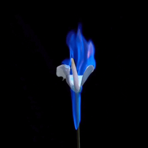 Fonobo_label fire flower noze fonobo label GIF